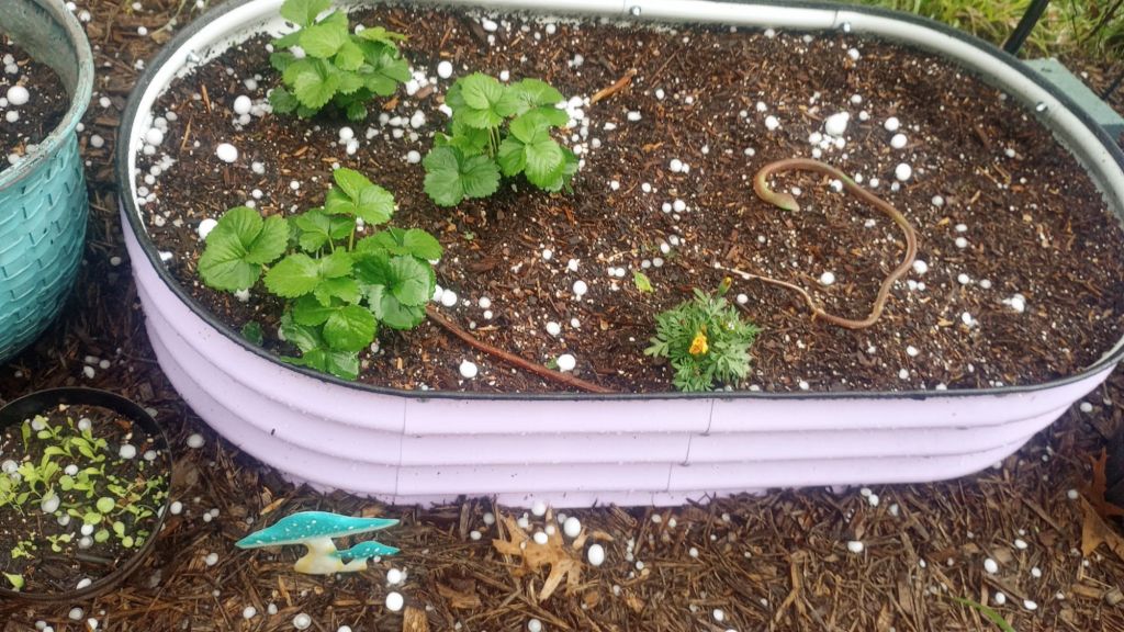 img_20260315_171137985650451752859377398